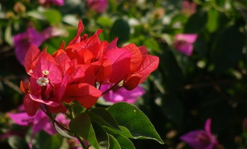 哪种花最好养?6种花,耐干旱、好养活,开花还美艳