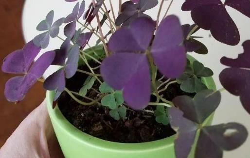 种浪漫的紫色盆栽观赏植物,叶片比花朵还要好看