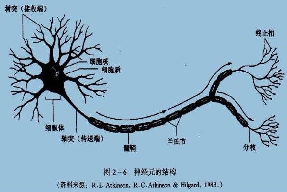 为什么你不记得婴幼儿时期发生的事情?记忆会一直保留到离开人世吗