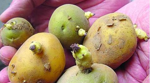 土豆发芽不能吃了就得扔掉?四种巧用发芽土豆的实用小妙招