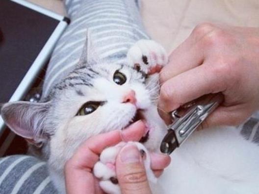 小猫咪几天剪一次指甲?让猫咪自愿剪指甲小妙招
