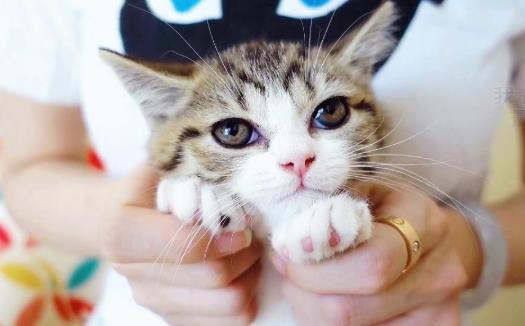 小猫咪几天剪一次指甲?让猫咪自愿剪指甲小妙招