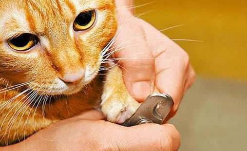 小猫咪几天剪一次指甲?让猫咪自愿剪指甲小妙招