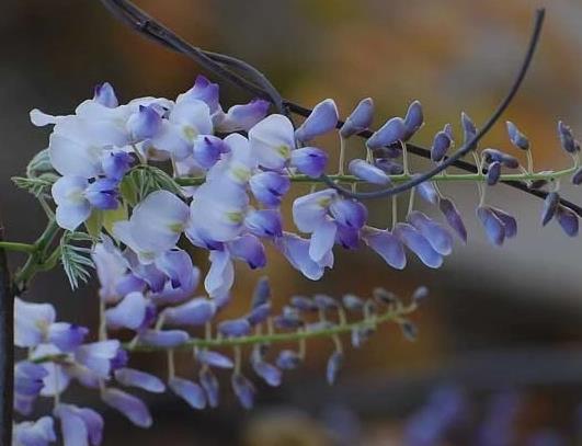 紫藤花能在室内种植吗?为什么家里不能养紫藤花?