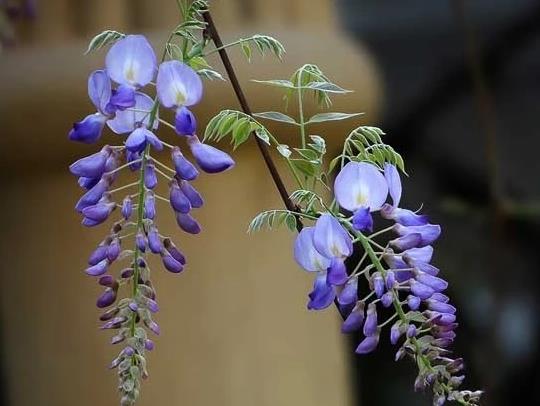 紫藤花能在室内种植吗?为什么家里不能养紫藤花?