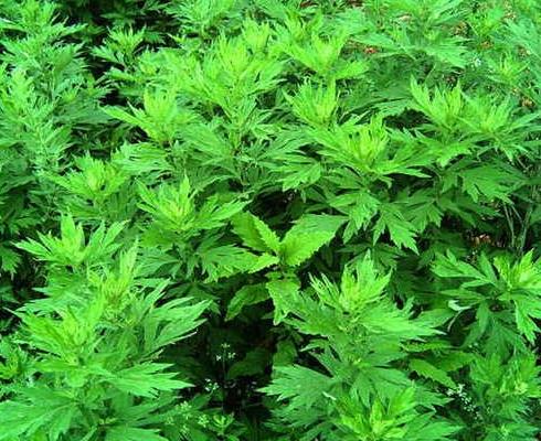 端午节挂的艾草能喝吗?不到端午门口能放艾草吗?