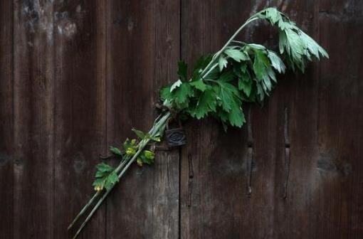 端午挂艾草是干什么用的?端午节什么时候挂艾草最合适?