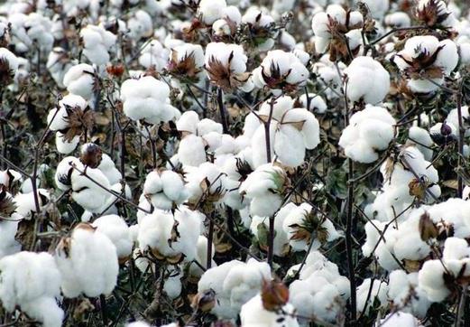 新疆棉花和普通棉花的区别是什么?2021年新疆棉花补贴啥时候发?