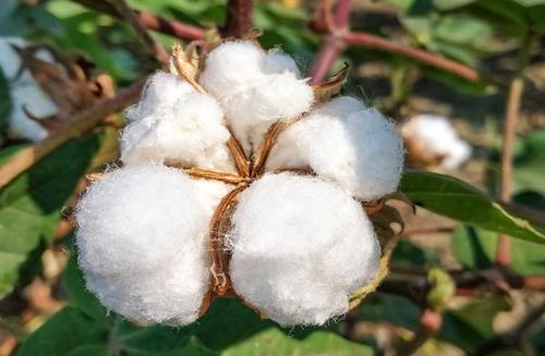 新疆棉花和普通棉花的区别是什么?2021年新疆棉花补贴啥时候发?