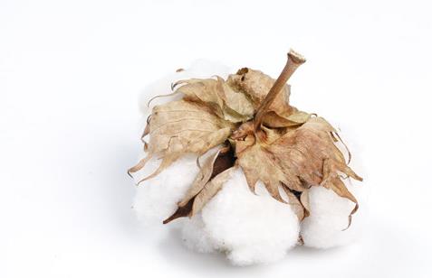 新疆棉花和普通棉花的区别是什么?2021年新疆棉花补贴啥时候发?