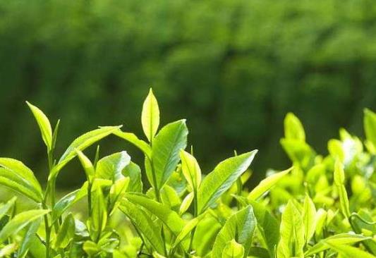 全国春茶地图出炉具体怎么回事?春茶是什么茶?