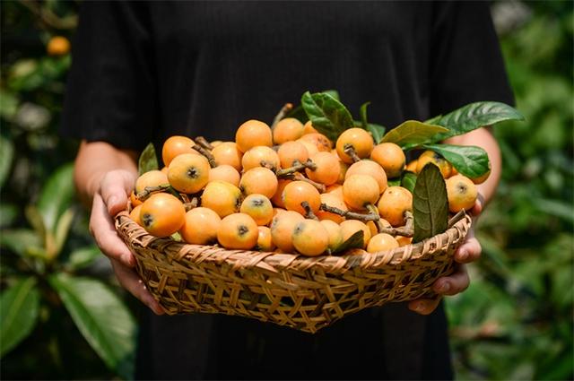 科学家用一辈子为枇杷改名是怎么回事?枇杷主要产自中国哪里