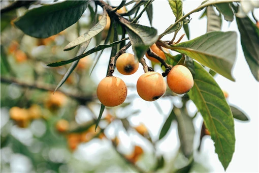 科学家用一辈子为枇杷改名是怎么回事?枇杷主要产自中国哪里