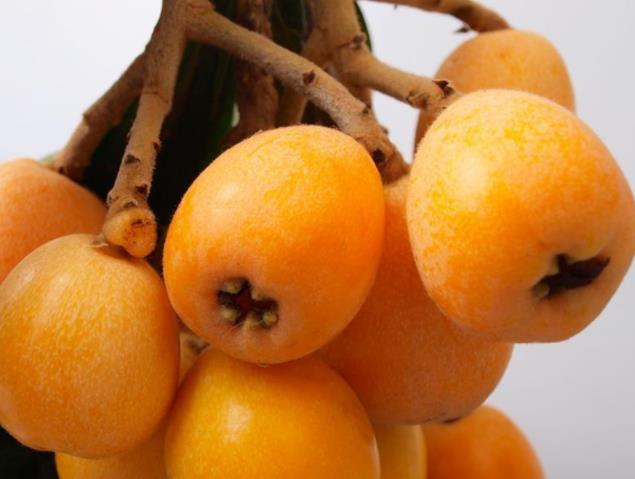 科学家用一辈子为枇杷改名是怎么回事?枇杷主要产自中国哪里