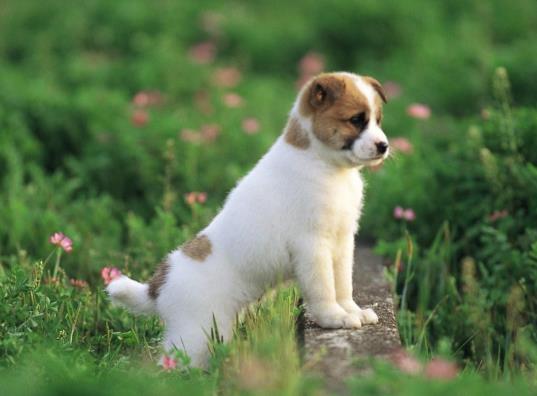 狗狗身上有蜱虫怎么办?蜱虫对狗狗有什么危害?