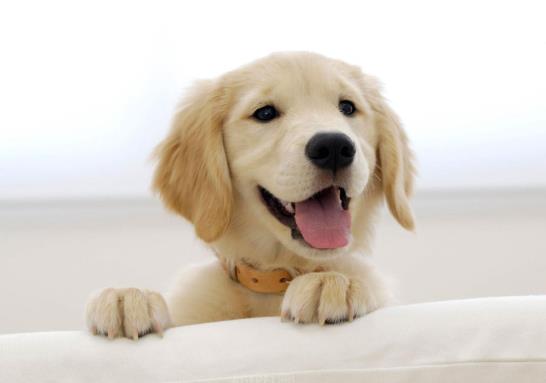 新手养狗选什么狗狗好?狗狗喝很多水正常吗?