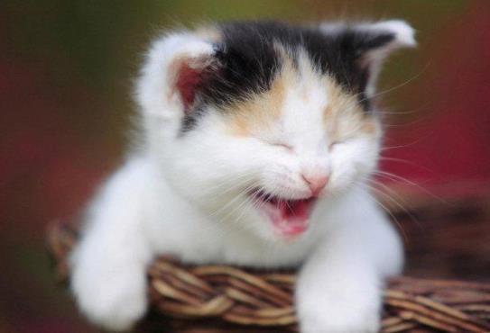猫咪可以吃有益生菌的酸奶吗?猫咪肠胃不好要怎么办?
