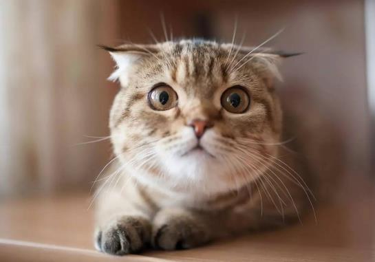 猫咪可以吃有益生菌的酸奶吗?猫咪肠胃不好要怎么办?