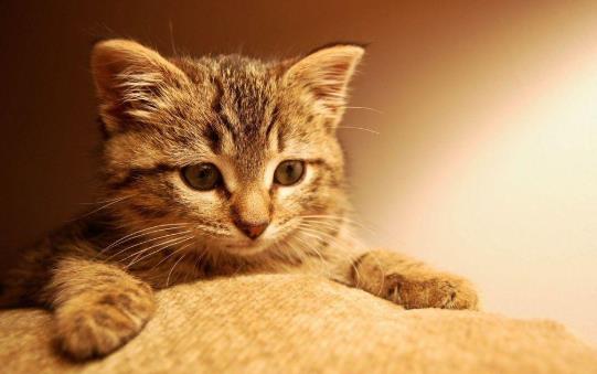 猫咪可以吃有益生菌的酸奶吗?猫咪肠胃不好要怎么办?