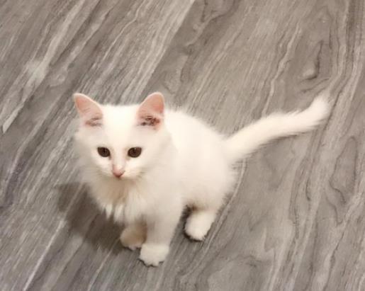 猫咪找地方是不是要生了?小猫送人母猫会难过吗?