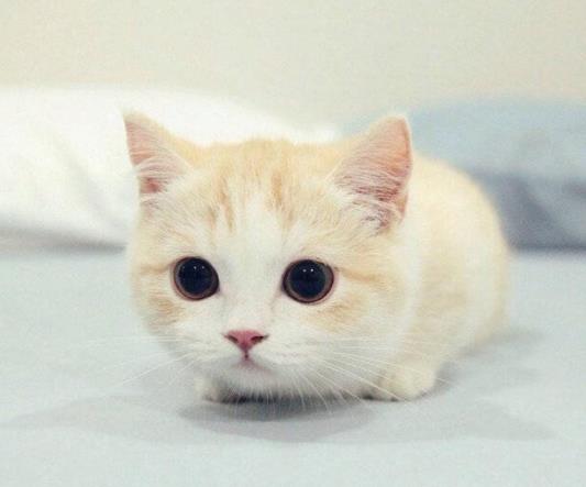 猫咪找地方是不是要生了?小猫送人母猫会难过吗?