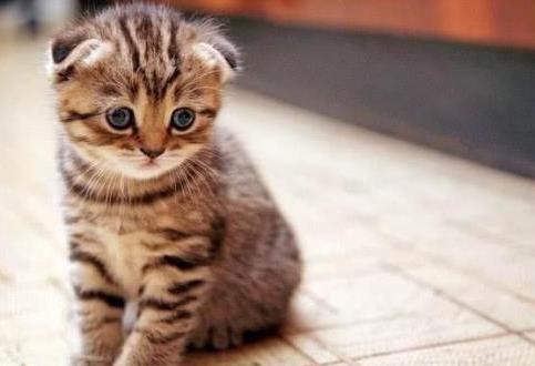 猫咪在要下崽子前有什么征兆吗?怎么训练小猫咪吃猫粮?