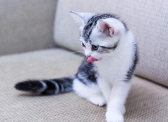 猫咪在要下崽子前有什么征兆吗?怎么训练小猫咪吃猫粮?