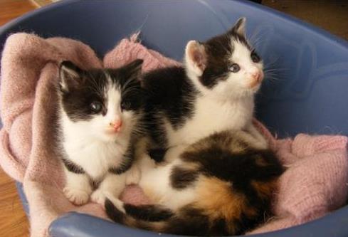 猫咪在要下崽子前有什么征兆吗?怎么训练小猫咪吃猫粮?