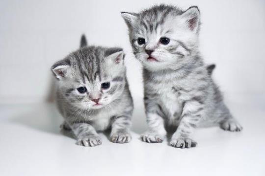 猫咪洗澡洗多了有危害吗？猫咪耳螨是什么样子？