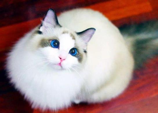 怎么防止猫咪掉毛?猫咪耳螨怎么治疗?