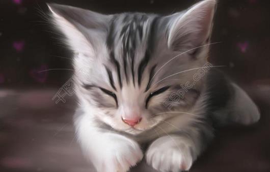 怎么防止猫咪掉毛?猫咪耳螨怎么治疗?