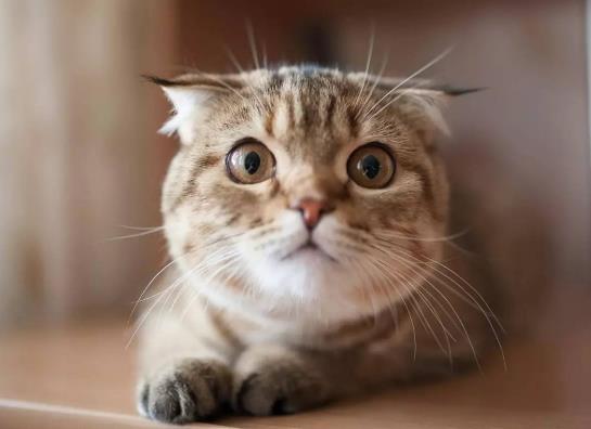 怎么防止猫咪掉毛?猫咪耳螨怎么治疗?