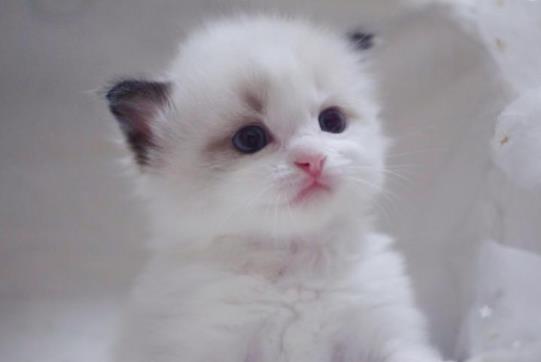 小奶猫一天喂两顿可以吗?刚出生20天的小猫可以送人吗?