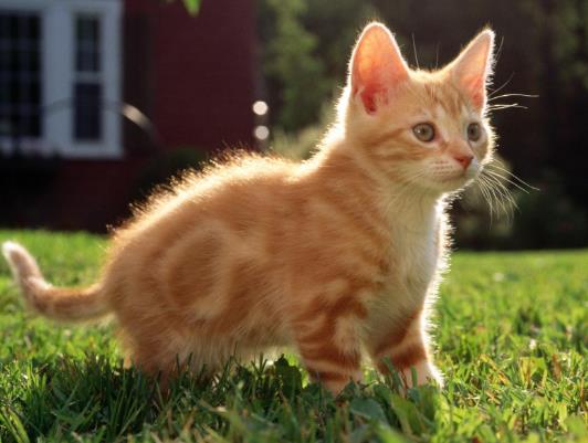 猫咪几个月洗一次澡最好?怎么分辨猫是耳螨还是耳朵脏?