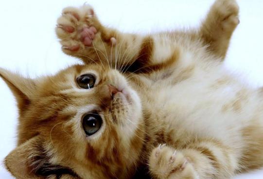 猫咪几个月洗一次澡最好?怎么分辨猫是耳螨还是耳朵脏?