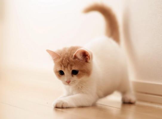 猫咪几个月洗一次澡最好?怎么分辨猫是耳螨还是耳朵脏?