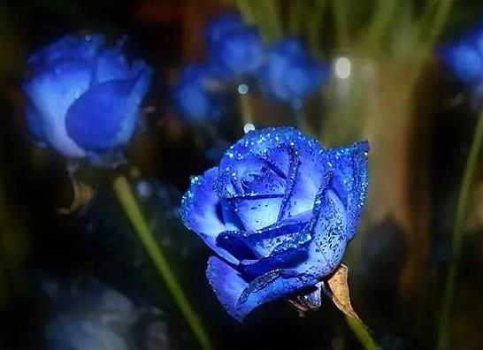 520送女朋友什么花比较好?送女朋友蓝色妖姬送多少朵合适?