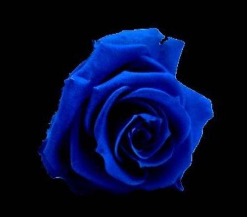 520送女朋友什么花比较好?送女朋友蓝色妖姬送多少朵合适?