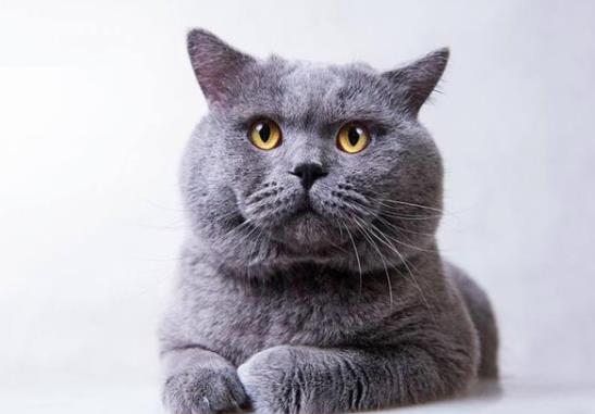 猫咪多大才算成年猫?如何预防猫咪有应激反应?