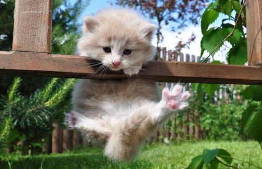 猫咪多大才算成年猫?如何预防猫咪有应激反应?