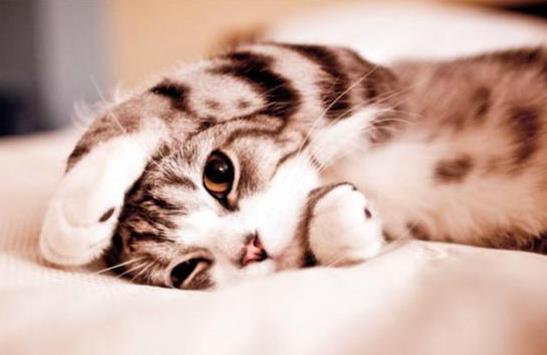 猫咪多大才算成年猫?如何预防猫咪有应激反应?