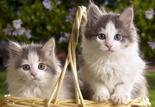 成年猫咪需要喂多少猫粮?猫咪到了新环境应激怎么办?