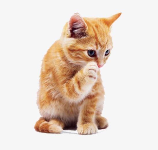 成年猫咪需要喂多少猫粮?猫咪到了新环境应激怎么办?