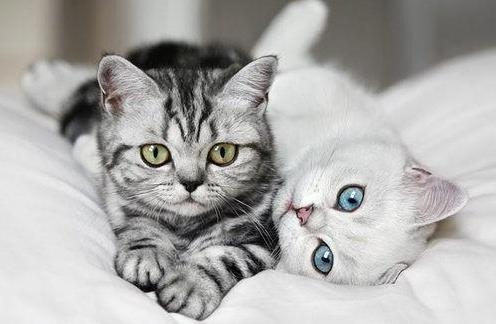 怎么给猫咪清新口气?怎么给猫咪刷牙?