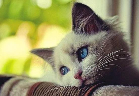 怎么给猫咪清新口气?怎么给猫咪刷牙?