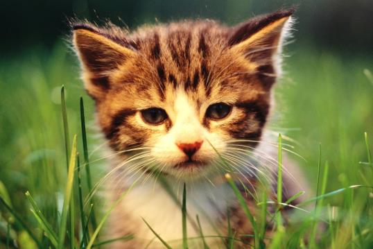 给成年猫咪吃猫粮要泡软吗?猫咪应激多久才能缓过来?