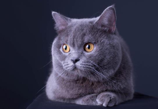给成年猫咪吃猫粮要泡软吗?猫咪应激多久才能缓过来?