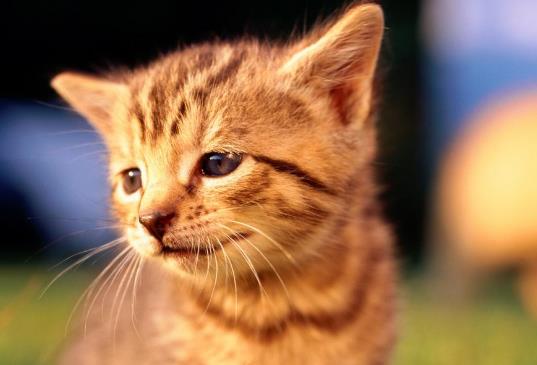 猫有口气该怎么办?猫咪需要刷牙吗?