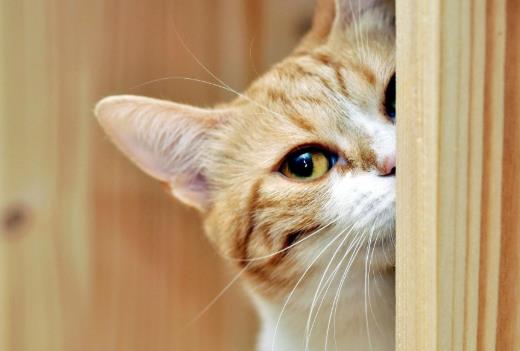 猫有口气该怎么办?猫咪需要刷牙吗?