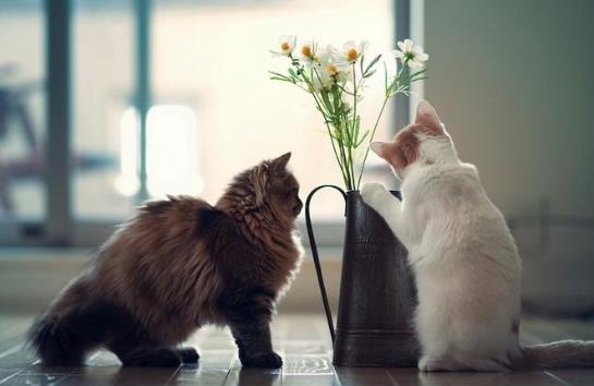 猫有口气该怎么办?猫咪需要刷牙吗?